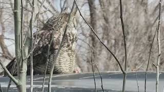 #owl by Mark J. 36 views 4 months ago 21 seconds