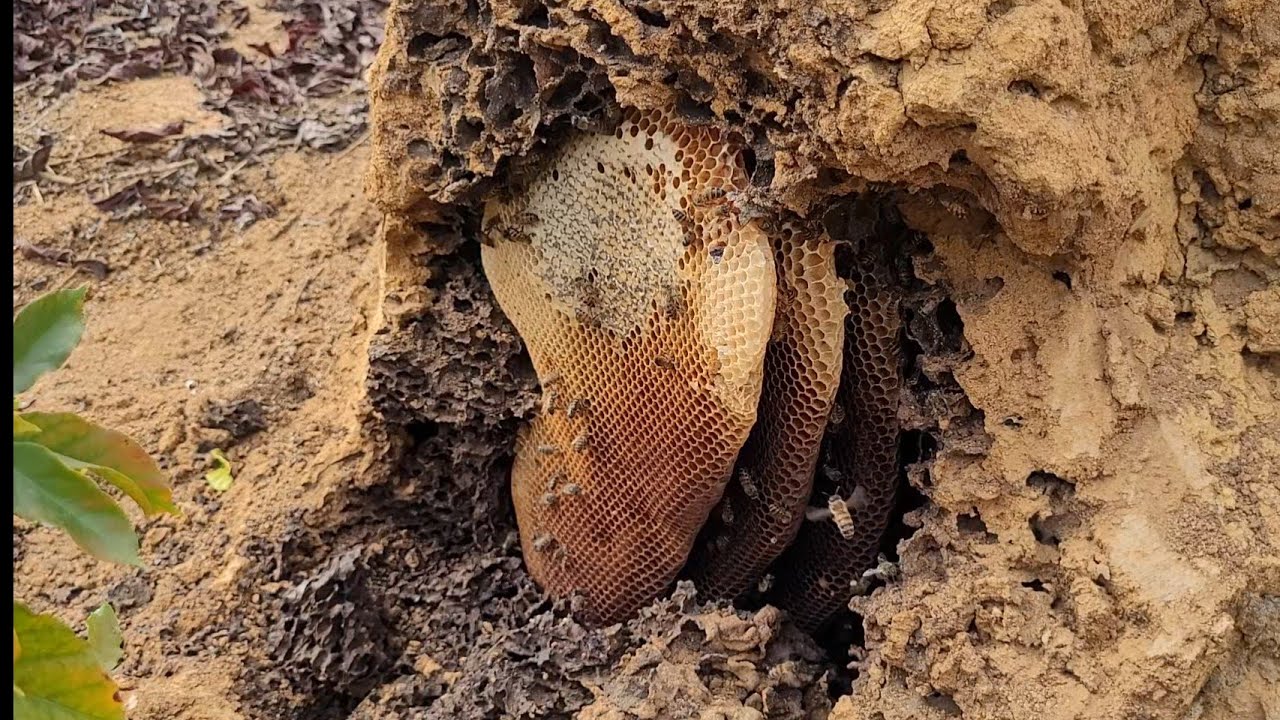 RESGATE  de Abelhas apis COM DUAS RAINHAS /CAPTURA 🐝🥰