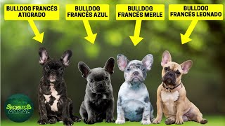 14 Tipos Distintos De Bulldog Francés