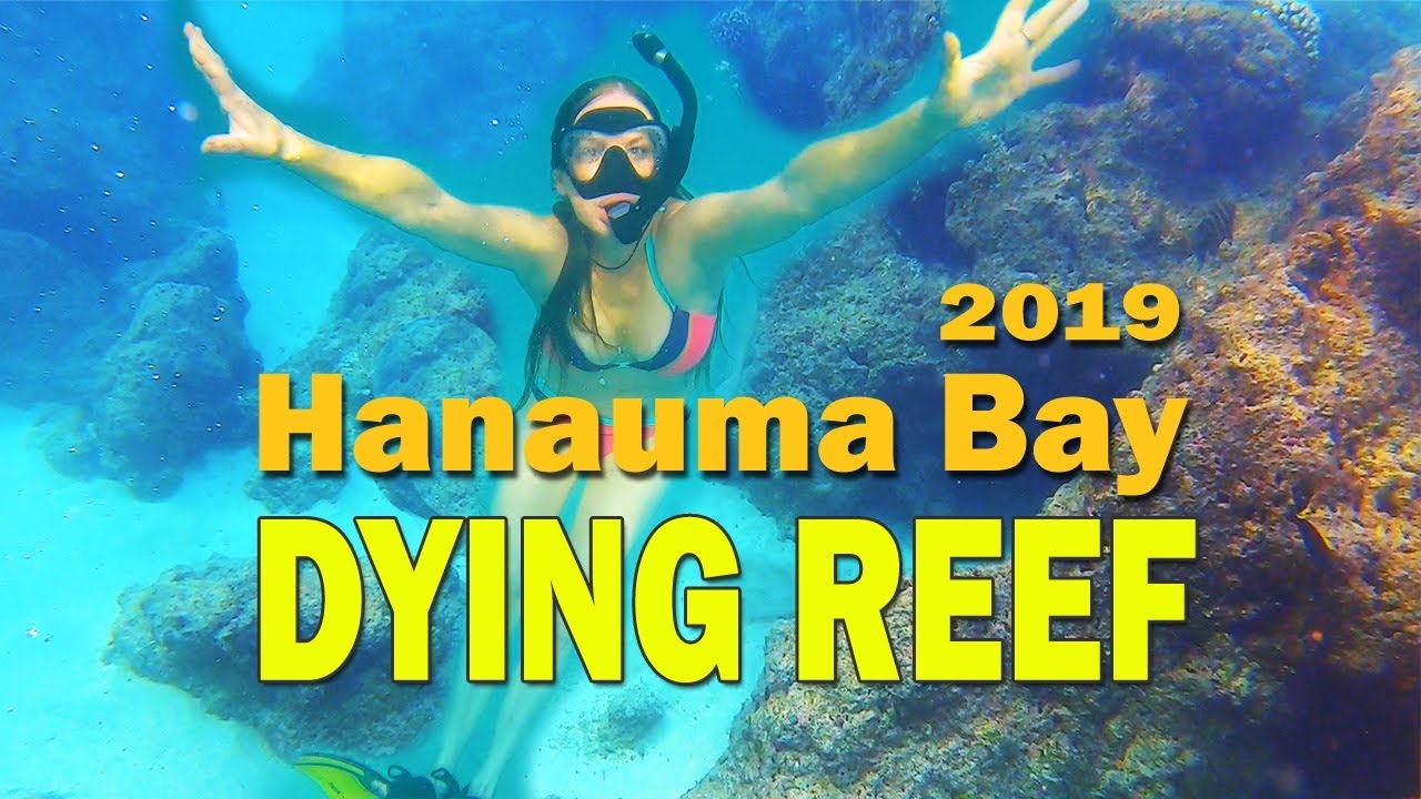 Hanauma Bay Snorkeling Hawaii Dying Coral Reefs Oahu 2019 YouTube