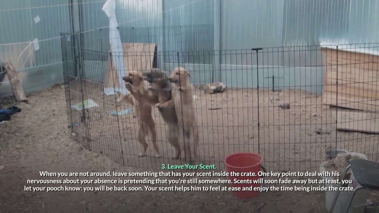 How To Stop Whining In Crate How To Stop Dog Whining In Crate – 7 Simple Suggestions - YouTube