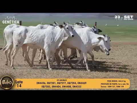 LOTE 14