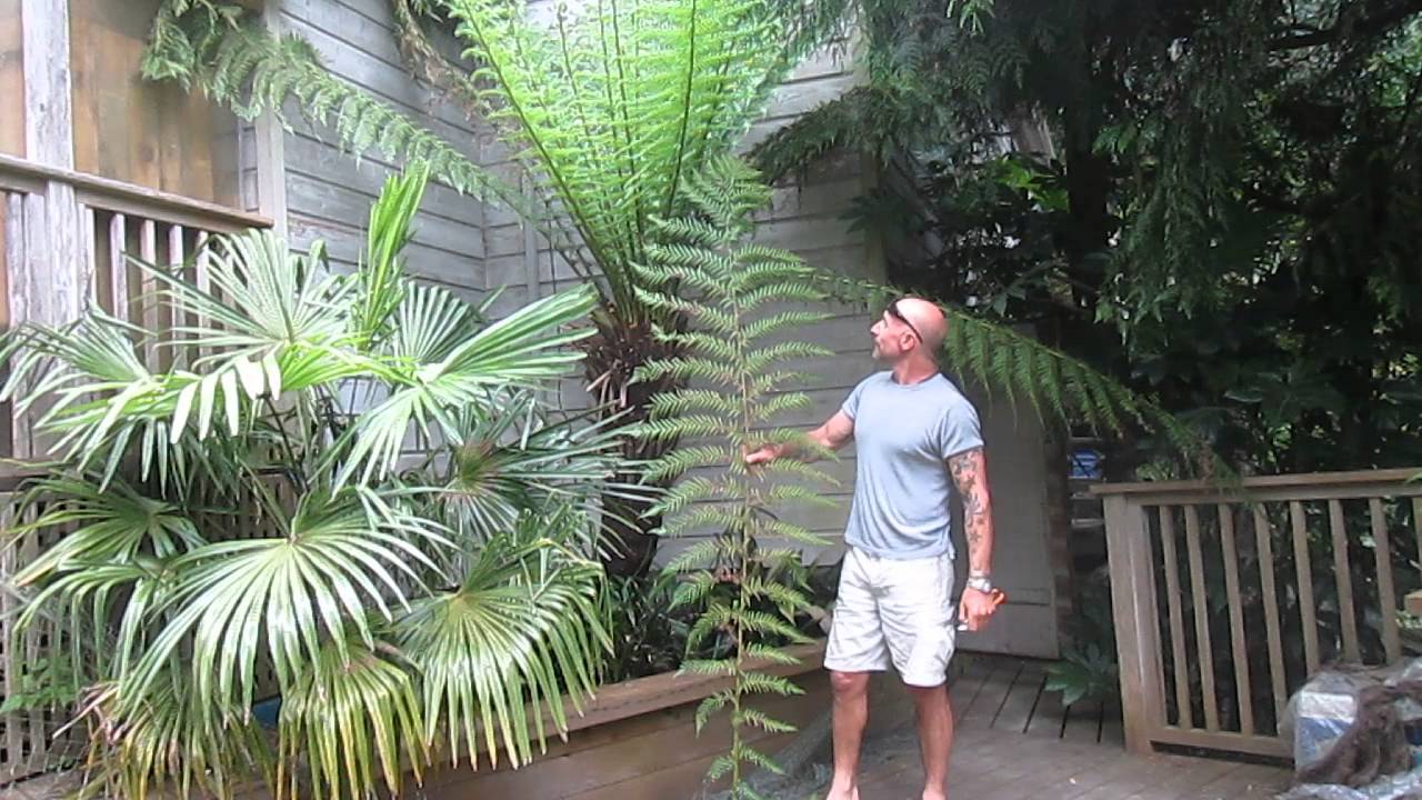 Trimming a Tasmanian Tree Fern YouTube