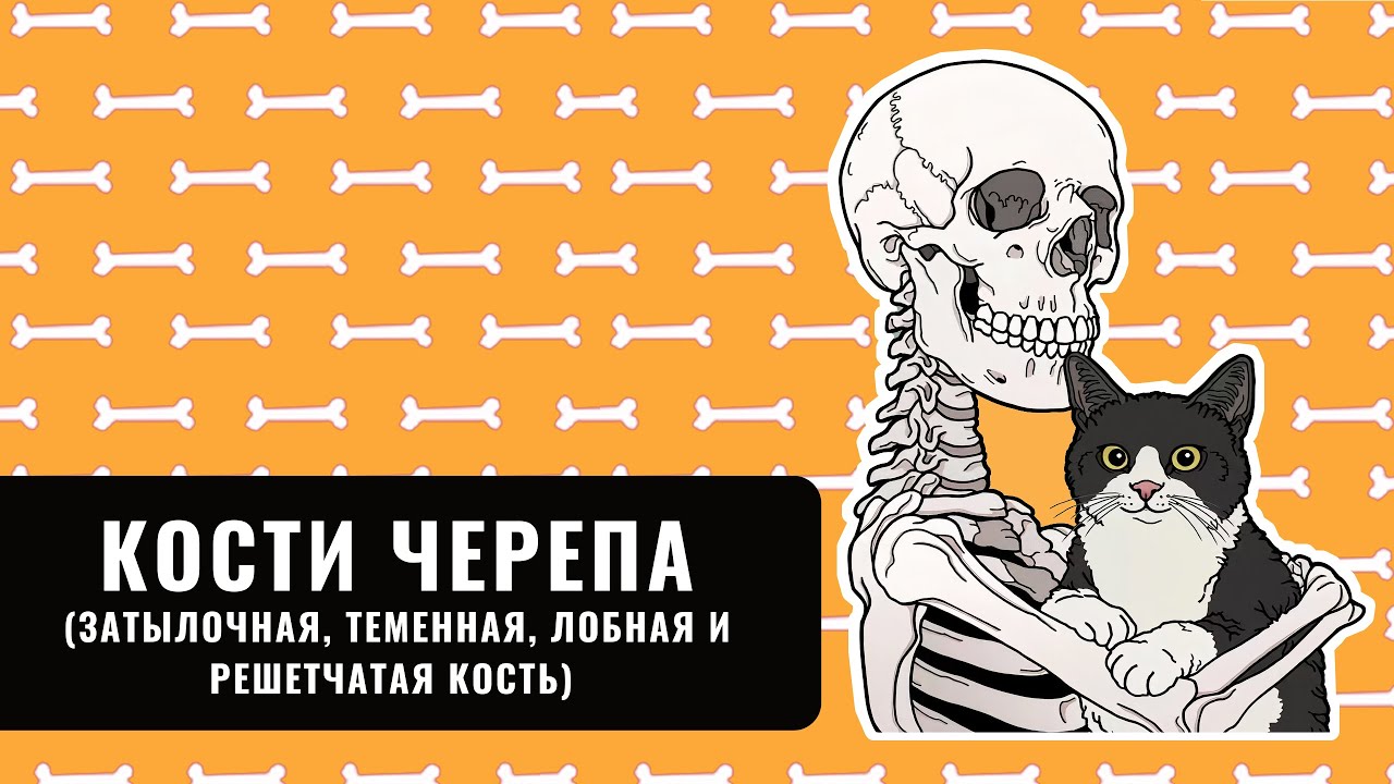 АНАТОМИЯ ЧЕРЕПА: ЗАТЫЛОЧНАЯ, ТЕМЕННАЯ, ЛОБНАЯ И РЕШЕТЧАТАЯ КОСТЬ - YouTube