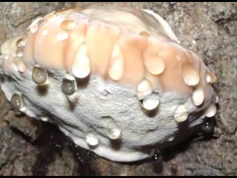 Красивое видео о грибах