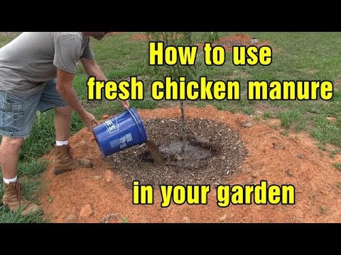 Βίντεο: Chicken Manure Compost - Chicken Manure For Vegetable Garden Fertilization