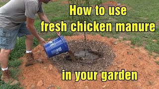 How to use fresh chicken manure in your garden and chicken update
