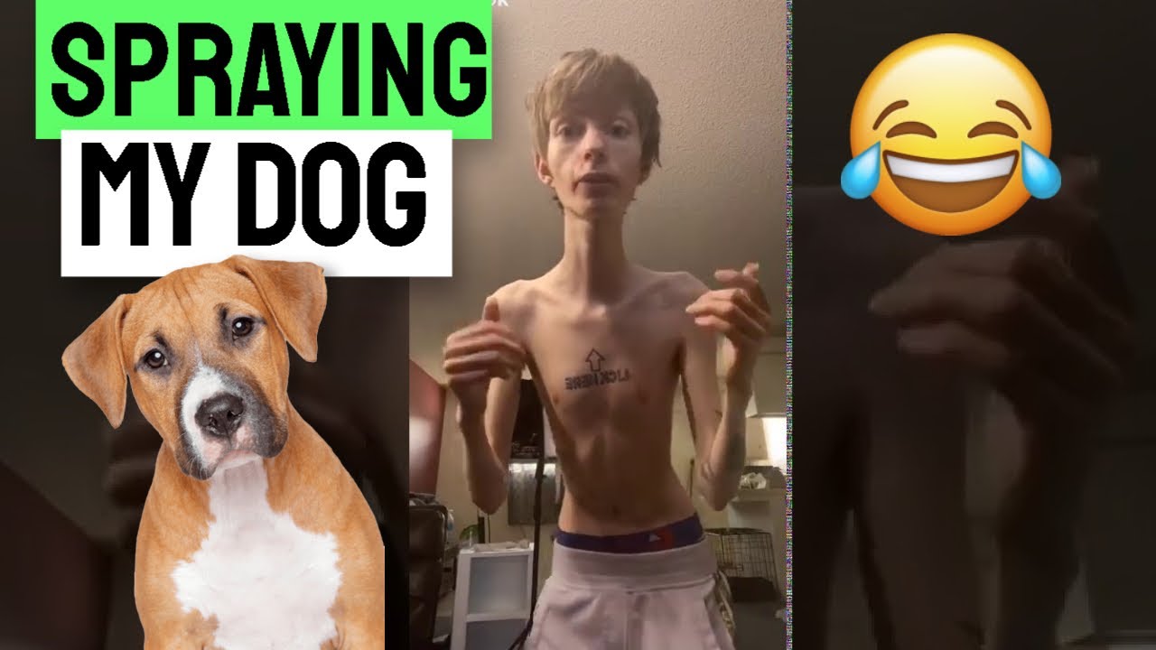Daddy Long Neck SPRAYING MY DOG WITH SILLY STRING YouTube
