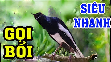 Choè than mồi || SIÊU GỌI BỔI || Chích choè than hót đấu || CỰC SUNG