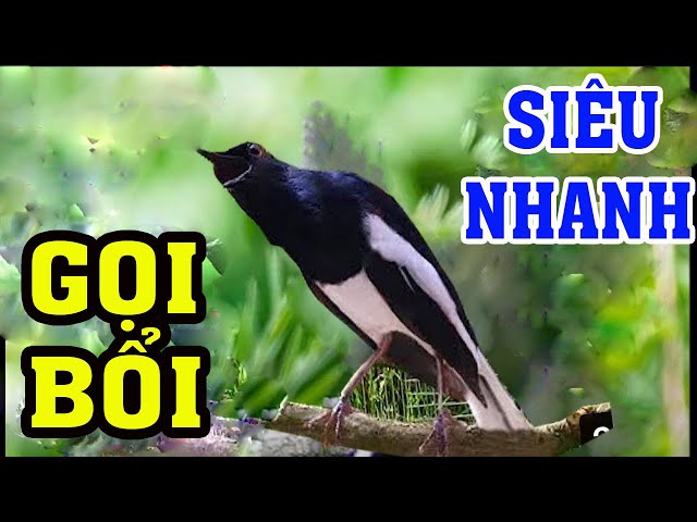 Choè than mồi || SIÊU GỌI BỔI || Chích choè than hót đấu || CỰC SUNG class=