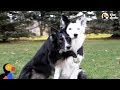 Hugging Rescue Dogs Get Cutest New Brother | The Dodo