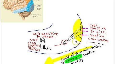 Concept cells part 1