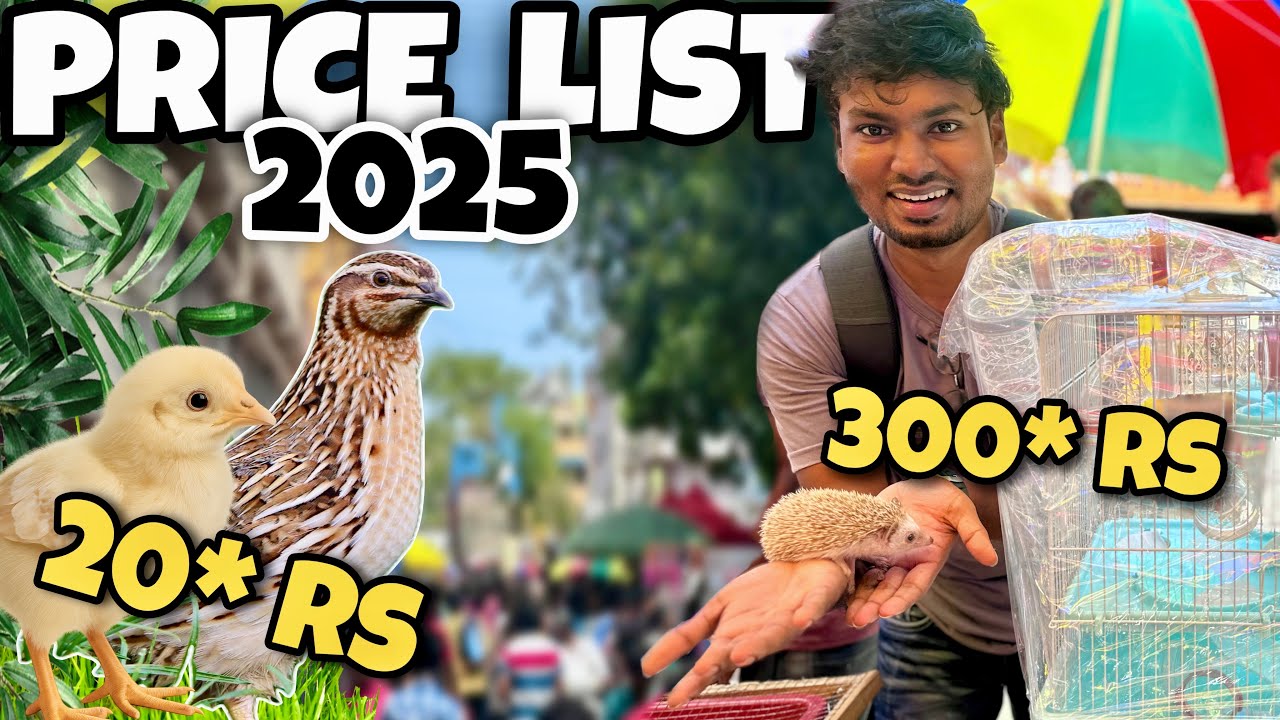 ⁣🐾 Chennai Pets Market 2025 😱 Full Price List | Birds, Dogs, Cats,Hamster & Hedgehog ellam One Pl