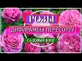 🌹😍❤️ДИФИРАМБЫ ПЕРЕСОРТУ 🌹🌹🌹 РОЗАМ Из КОРОБОК и Не ТОЛЬКО...😉