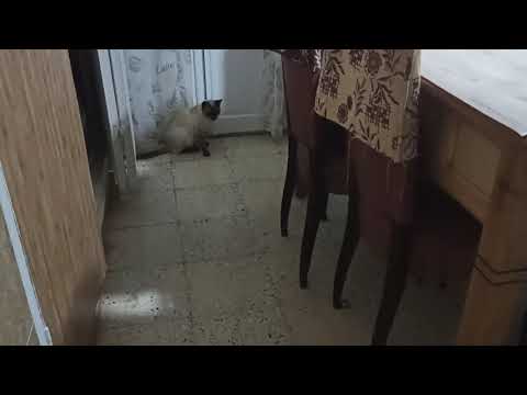 عندما العب مع مينو
