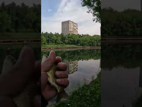 Крупный Карась !