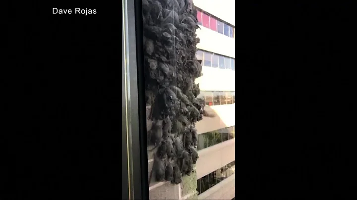 Wall of Bats Cling to Houston Skyscraper - DayDayNews