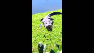 Do Not Molest the Alligators