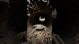 Secret Underground World of a Crab 🦀 | Scientific Micro-Camera POV #Shorts #Wildlife