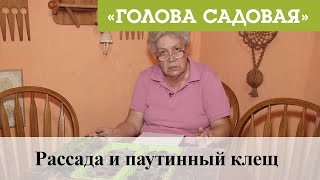 Голова садовая - Рассада и паутинный клещ