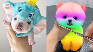 Tik Tok Chó Phốc Sóc Mini | Funny and Cute Pomeranian Videos #35 by So Cute 16,671 views 3 years ago 11 minutes, 11 seconds