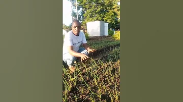 IJUE SIRI HII KUHUSU KILIMO CHA VITUNGUU Farming Redonion Gardening Farmer 
