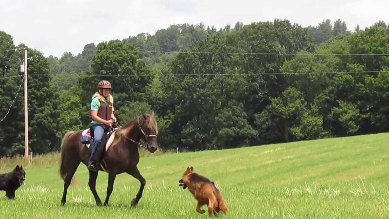 Rocky Mountain Horse and Pack of Dogs YouTube