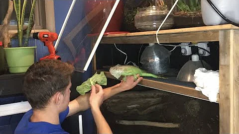 Cách thuần hóa Iguana xanh bất kỳ!!!