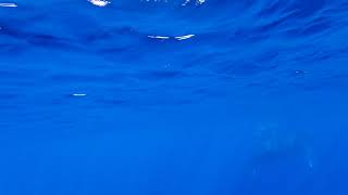 Underwater whale watching in Maui Feb 2020