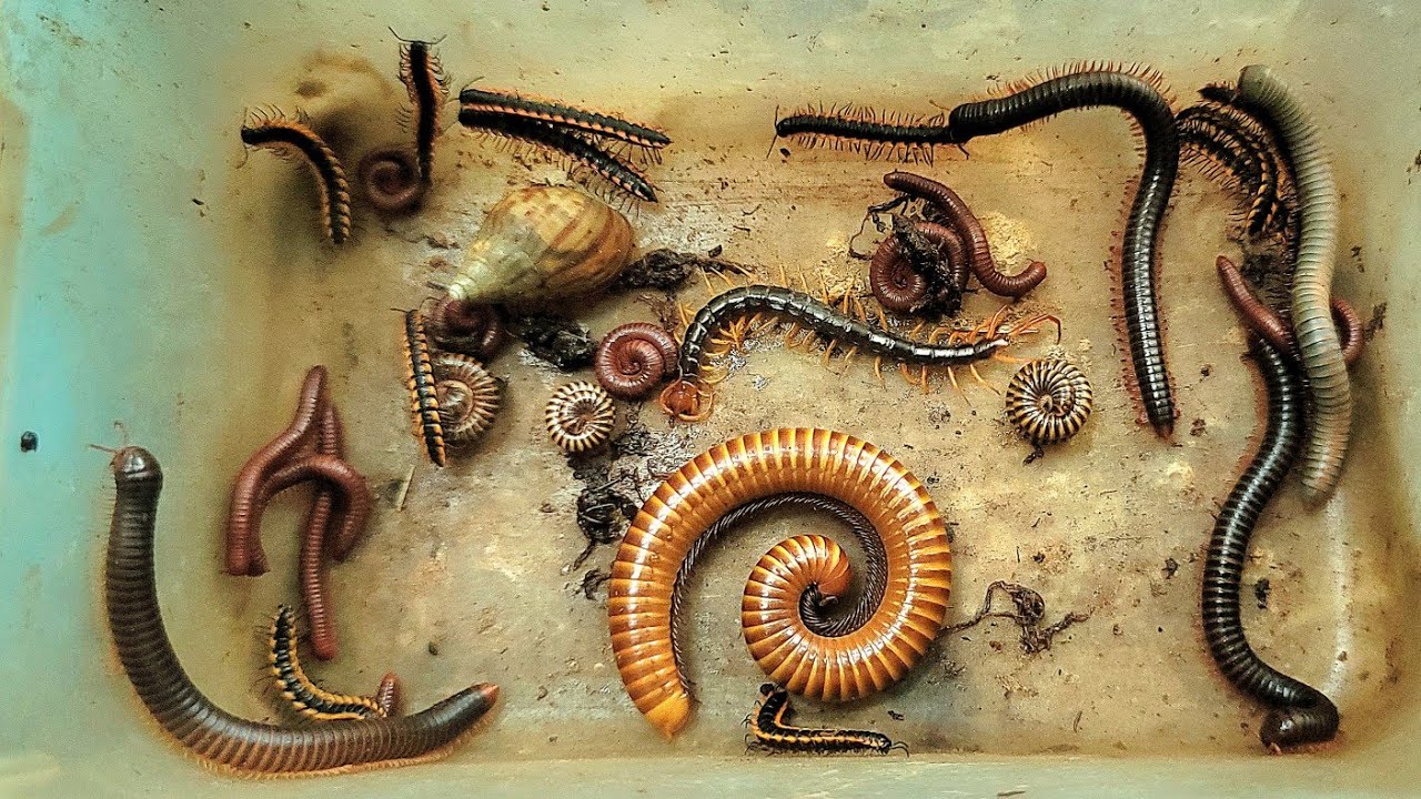 Best Outdoor Catch Giant Ring Millipede, Small Dragon Centipede, Snail, Red Spotted Millipede