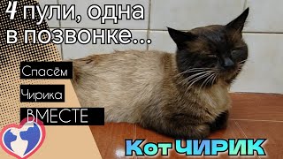 Бездомный кот Чирик поймал сразу 4 пули... Сможет ли он снова встать? Теперь многое зависит от него.