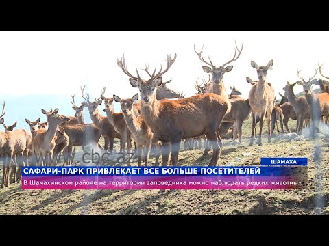 Сафари-парк в Шамахинском районе