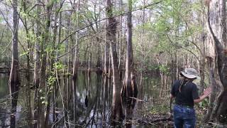 Squatchin in the Devils Creek..!!!
My good friends and fellow researchers ,Glen and Barb took me to the swamps of central Florida to an are called The Devils Creek. Glen told me of aan old local fisherman who had and encounter ther at his favorite fishing spot when he encountered a Creature that was bi-pedal and very scary looking witch changed this old fishermans fishin ideas forever. He told Glen, Why do ya think theys call it Devils Creek..!!!!..We will continue to investigate this area .! Squatchin in the Devils Creek..!!!