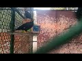 Beautiful myna bird