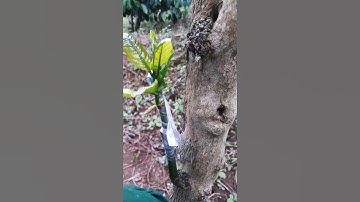 Cơ Bản Chia sẻ Ghép CAFE Hiệu Quả