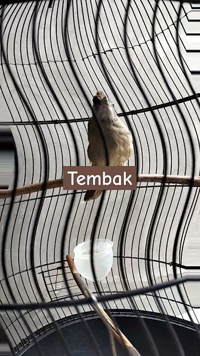 Burung kapas tembak DJ Thailand tembak pistol #shortsburung #birds #dj #burungkicau