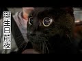 11歳になる猫とロマンティック・ドライブ A Romantic Night Drive with Fireworks