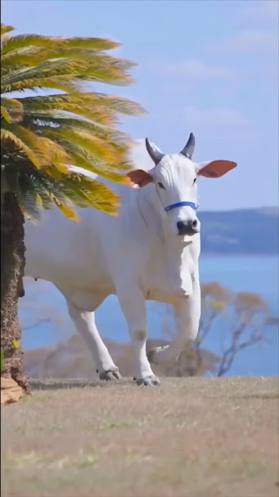 Jay Gaumata #cow #yshorts #gaumata