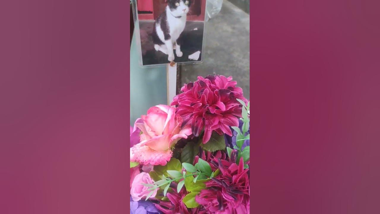 my-cat-died-r-i-p-cat-youtube
