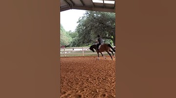 Lauren riding Guin jumping and flat work