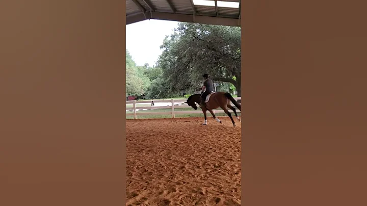 Lauren riding Guin jumping and flat work