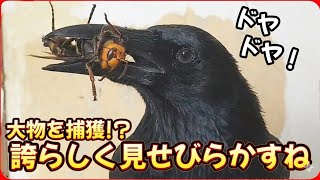 【巨大スズメバチ捕獲】カラスが大物を誇らしげに見せびらかしてくるんだが。20260414、カラス＆四つ足クインテット（仮）