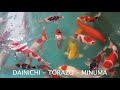 Koi Appreciation at Satomi Nishikigoi! What a first year it's been!!