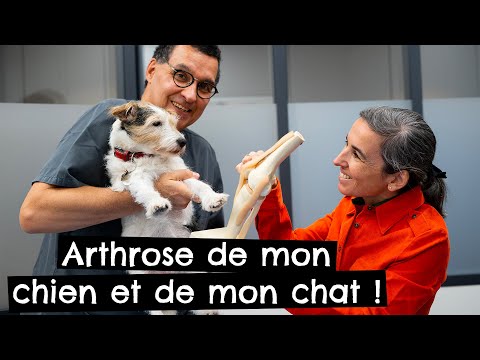 Vidéo: Santé Des Articulations Chez Les Chiens Et Les Chats âgés