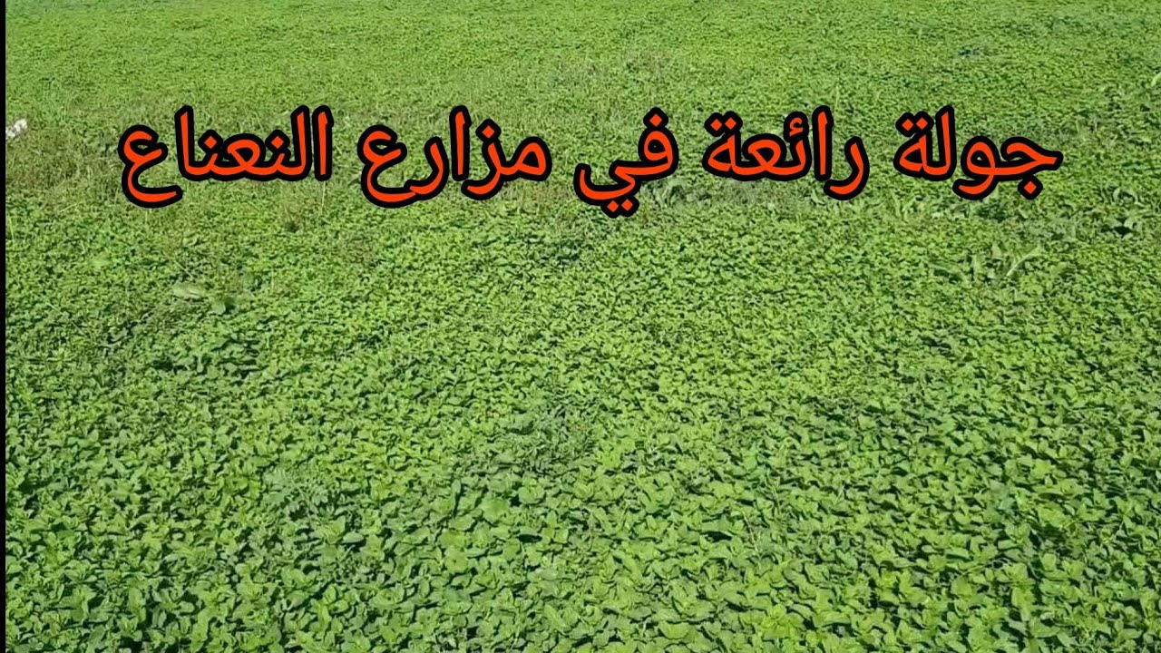 جولة رائعة في حقل او مزرعة النعناع الطبيعي