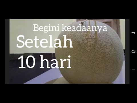 Video: Apakah melon terus matang setelah dipetik?