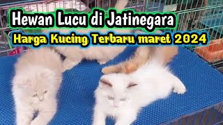 Update Harga Kucing Terbaru di Pasar Hewan Jatinegara  Pilihan Kucing Lucu untuk Adopsi!'