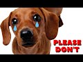 6 Things You Must NEVER Do To Your DACHSHUND(EVER)