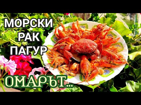 Видео: Видове хъски кучета