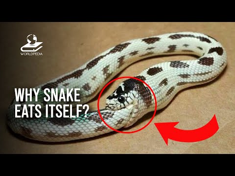 Wideo: Co oznacza wąż zjadający swój ogon?